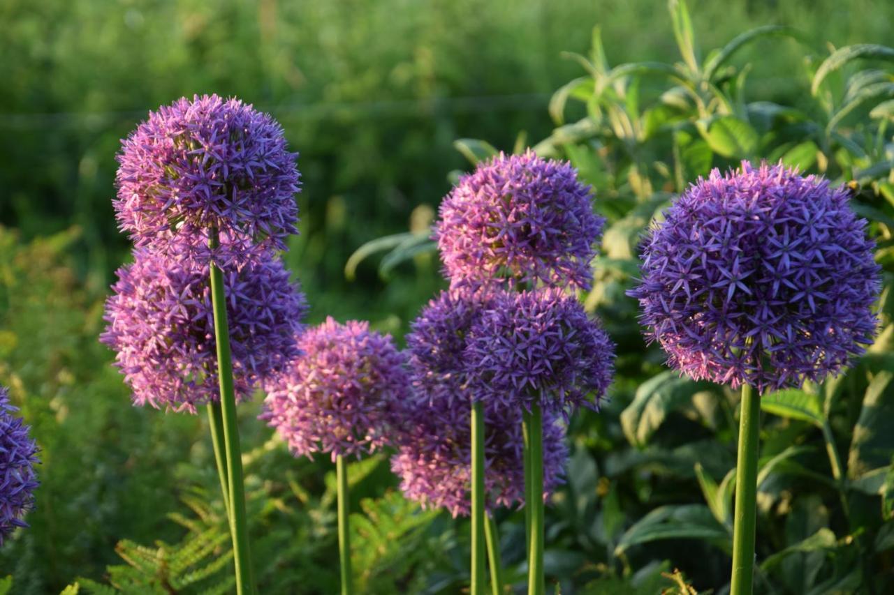 Huisje Onder De Linden Munnekeburen ภายนอก รูปภาพ